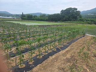 박준호님의 고추 · 영농일지 작성글 사진