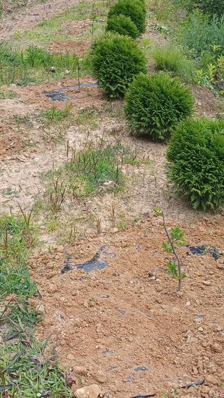 박준권님의 기타작물 · 영농일지 작성글 사진