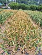 팜모닝 마늘·영농일지 게시글 이미지