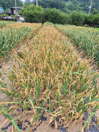 마늘16716님의 마늘 · 영농일지 작성글 사진