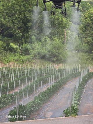 gigibae111님의 고추 · 영농일지 작성글 사진