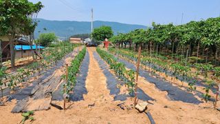 장원팜님의 고추 · 영농일지 작성글 사진