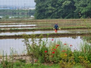 강진귀농10년차님의 벼 · 영농일지 작성글 사진