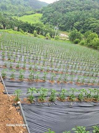 gigibae111님의 고추 · 영농일지 작성글 사진