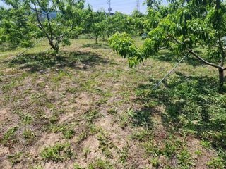 박병한님의 복숭아 · 영농일지 작성글 사진