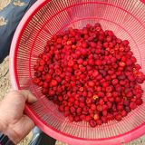 팜모닝 콩·영농일지 게시글 이미지