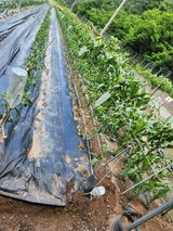 팜모닝 기타작물·영농일지 게시글 이미지