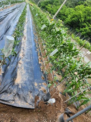 옥수수14683님의 기타작물 · 영농일지 작성글 사진