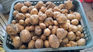 가야산도사님의 감자 · 영농일지 작성글 사진