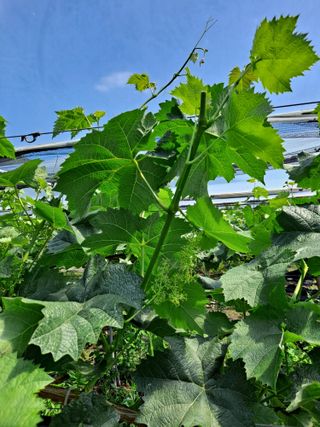 은화주농원맥반석포도님의 포도 · 영농일지 작성글 사진