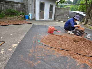 윤자용11대임후회장님의 들깨 · 영농일지 작성글 사진