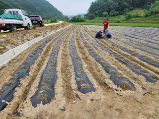 경달현님의 참깨 · 영농일지 작성글 사진