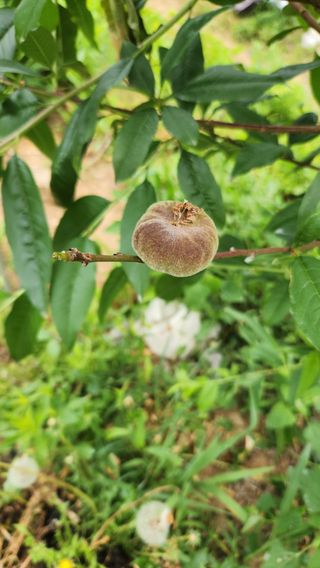 사과6329님의 복숭아 · 영농일지 작성글 사진