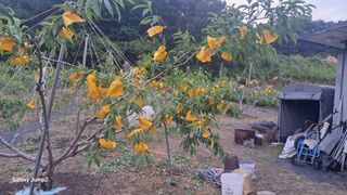 복숭아(유명)님의 복숭아 · 영농일지 작성글 사진