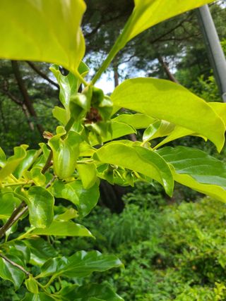 무주설천면 반딧팝님의 기타작물 · 영농일지 작성글 사진