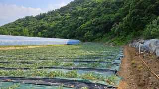 김주희님의 기타작물 · 영농일지 작성글 사진