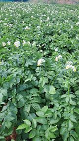 팜모닝 감자·영농일지 게시글 이미지