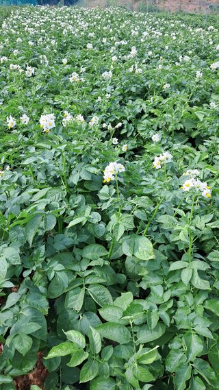 bpjh9173님의 감자 · 영농일지 작성글 사진