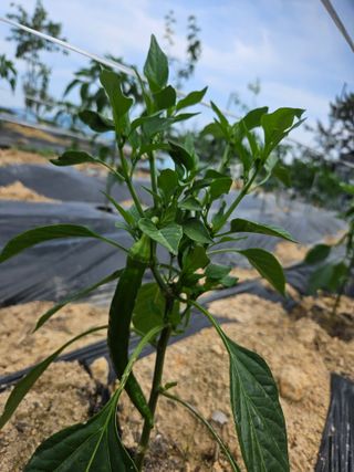 보리수치유농장님의 기타작물 · 영농일지 작성글 사진