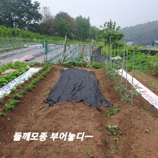 시민농장님의 고구마 · 영농일지 작성글 사진
