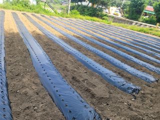 신상범님의 참깨 · 영농일지 작성글 사진