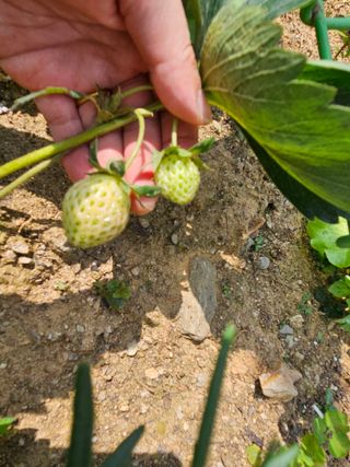 김다미님의 상추 · 영농일지 작성글 사진