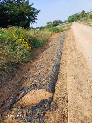 홍순오님의 참깨 · 영농일지 작성글 사진