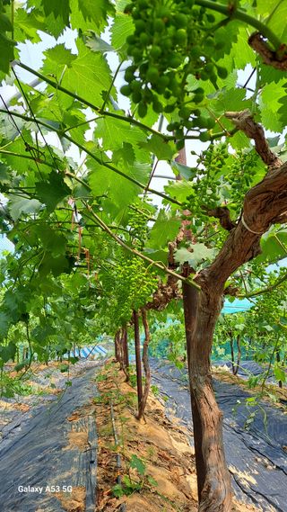 조연만님의 기타작물 · 영농일지 작성글 사진