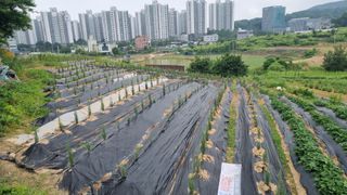 정승조님의 고구마 · 영농일지 작성글 사진