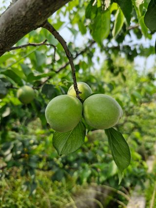매실향기차향기님의 매실 · 영농일지 작성글 사진