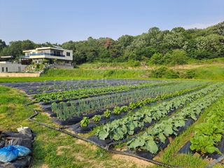 박ㅇ님의 배추 · 영농일지 작성글 사진