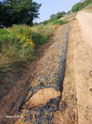 홍순오님의 참깨 · 영농일지 작성글 사진