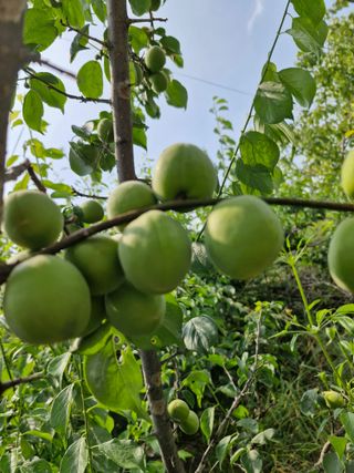 매실향기차향기님의 매실 · 영농일지 작성글 사진