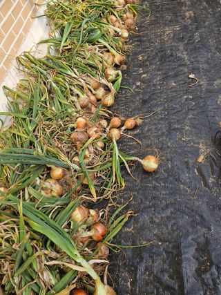 유명숙님의 기타작물 · 영농일지 작성글 사진