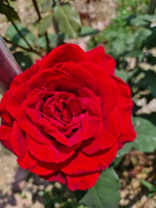 낙엽교목류21691님의 기타작물 · 영농일지 작성글 사진