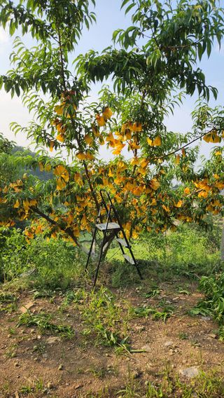 사과6329님의 복숭아 · 영농일지 작성글 사진