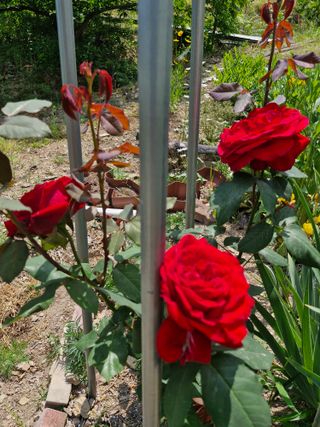 낙엽교목류21691님의 기타작물 · 영농일지 작성글 사진