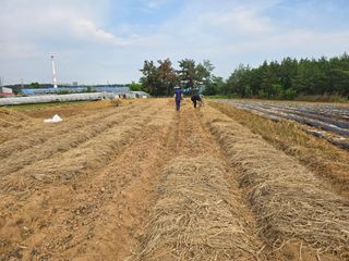 소병기 정직한농장님의 기타작물 · 영농일지 작성글 사진