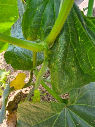 김다미님의 상추 · 영농일지 작성글 사진