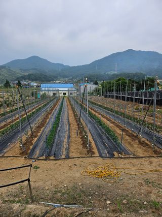 처음출석 합니다님의 기타작물 · 영농일지 작성글 사진