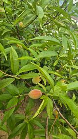 팜모닝 배추·영농일지 게시글 이미지