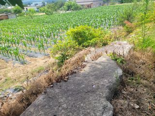 신상범님의 옥수수 · 영농일지 작성글 사진