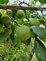 팜모닝 매실·영농일지 게시글 이미지