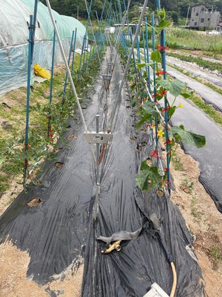 김윤회님의 오이 · 영농일지 작성글 사진