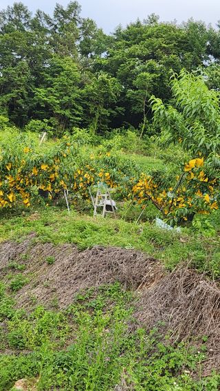 사과6329님의 복숭아 · 영농일지 작성글 사진