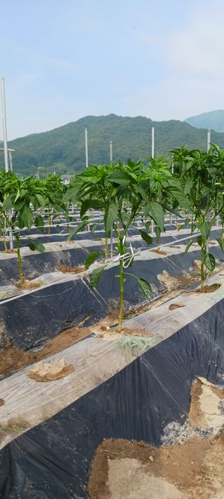 김 연님의 기타작물 · 영농일지 작성글 사진