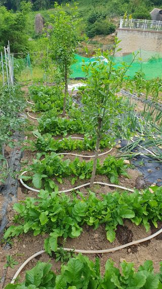 서동욱님의 기타작물 · 영농일지 작성글 사진