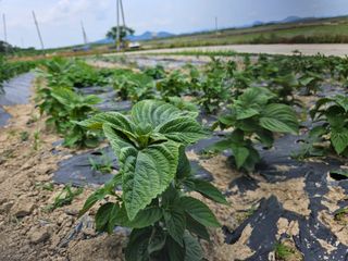 보리수치유농장님의 기타작물 · 영농일지 작성글 사진