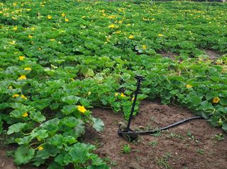 나는멋쟁이님의 호박 · 영농일지 작성글 사진