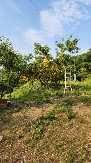 사과6329님의 복숭아 · 영농일지 작성글 사진